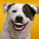 Frisco Dentist Shares Tips for Pet Dental Health Month
